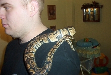 Ball python 3